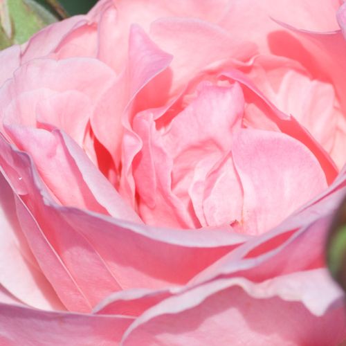 Rosen Online Kaufen - Rosa - floribunda-grandiflora rosen  - mittel-stark duftend - Rosa Queen Elizabeth - Dr. Walter Edward Lammerts - Eine der gesundesten, und am üppigsten blühenden Edelrosen.Entwickelt sich auch unter widrigen Bedingungen und im Halbs